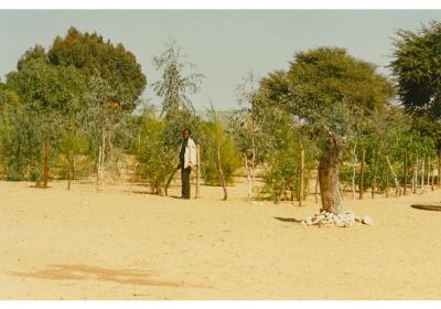 Dr Ameyaw in the tree 